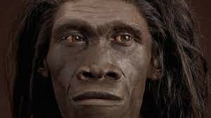 Homo erectus