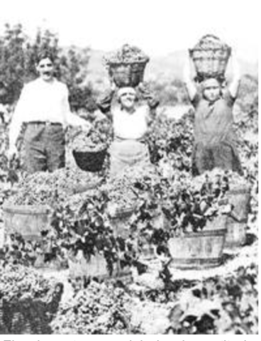 Llei de Contractes de Conreu és declarada Inconstitucional aquest