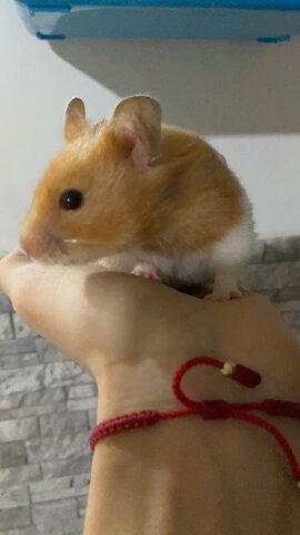 I used to have a hamster, her name was Samaná.