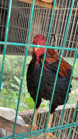 I'm used to taking care of animals on farms.