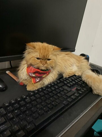 I'm used to playing video games with my cat.