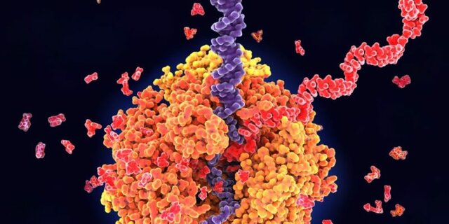 Marshall Nirenberg y Matthaei