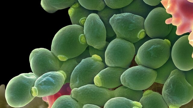 "Memoire sur la alcoholique fermentacion"