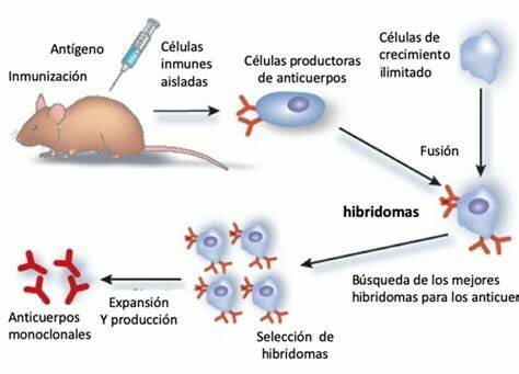Aplicación de la técnica del hibridoma