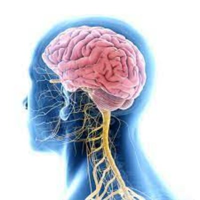 Timeline: evolución histórica de la neurociencia