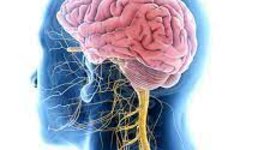 Timeline: evolución histórica de la neurociencia