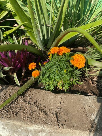 Fallecimiento de Negrito