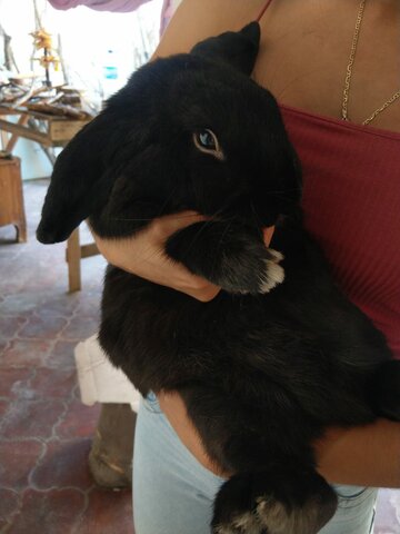 Negrito