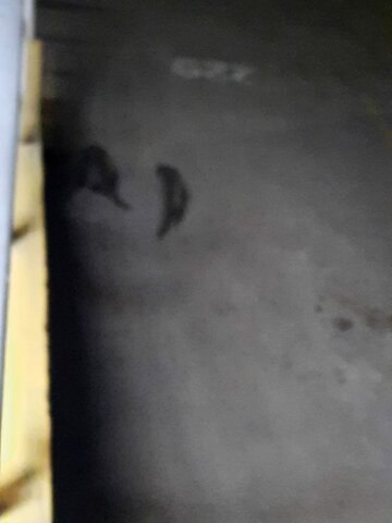 Operación y mapaches