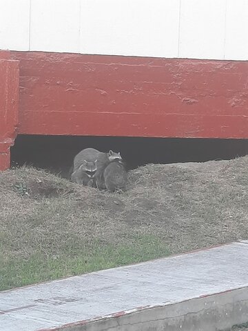 Operación y mapaches 2.0