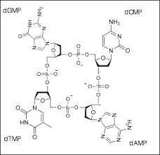 Levene's tetranucleotide