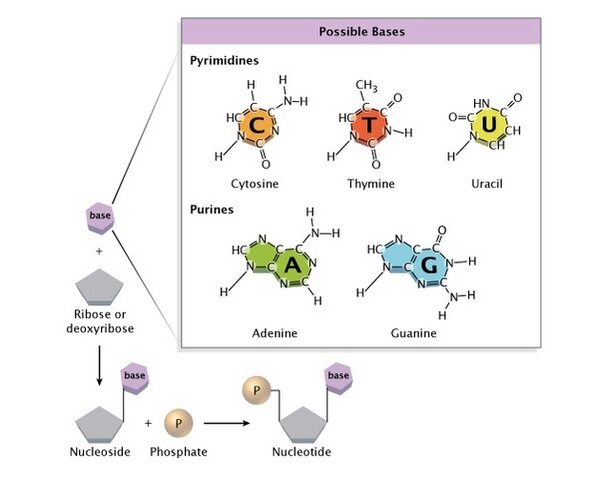 Discovery of DNA components