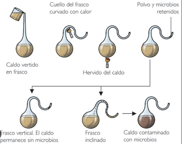 Experimento Cuellos de cisne