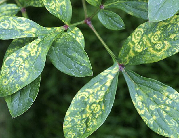 Virus del mosaico del tabaco