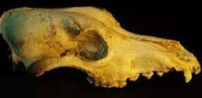 TXAKURRAREN BUREZURRA