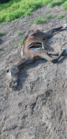 Encontré a mi caballo perdido