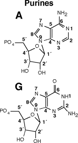 Counting nucleobases and Chargaff's Rules
