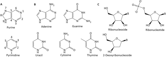 Counting Nucleobases