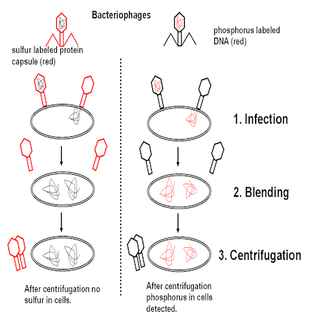 Hershey-Chase Experiments 2