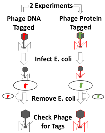 Conclusions of Hershey and Chase