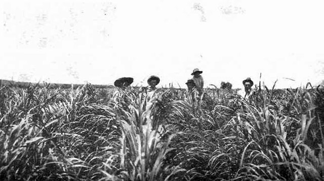 Por la riqueza de su azúcar, los ingleses gobernaron a la Habana