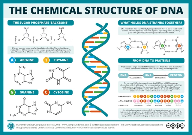 Discovery of DNA components