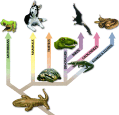 620 BC From the water theory