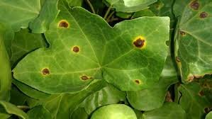 La Triada de la Enfermedad en la Fitopatología