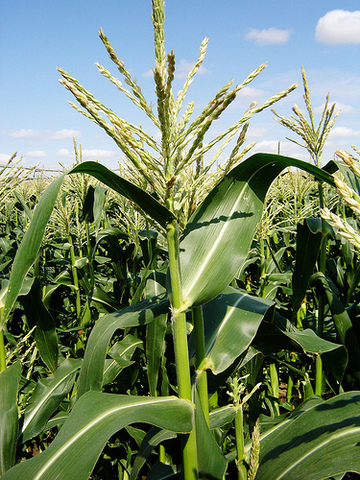 National Food Disaster.