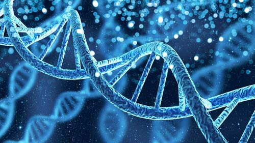 Functions and appearence of DNA
