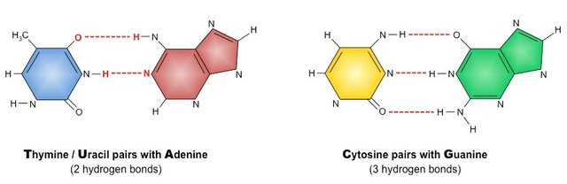 DNA as a Double-Stranded Helix