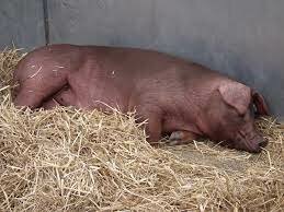 DUROC