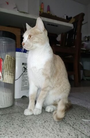 I'm used to having pets