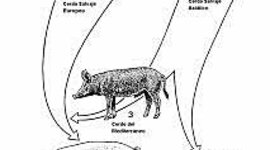 Timeline: Línea del tiempo cerdos, zootecnia de porcinos