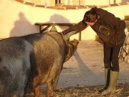 Domesticacion de cerdos en europa