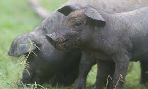 Llegada del cerdo a México