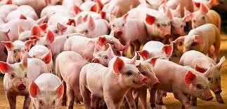 La porcicultura ocupa el tercer lugar en importancia por si aportación a la producción total de carne
