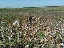 Large scale building of Aral Sea irrigation canals