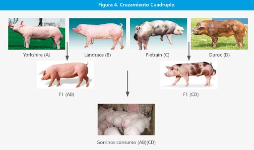 Se crean cruzamientos F1 para heterosis