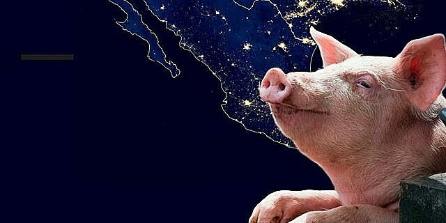 Importación de razas de cerdos a México
