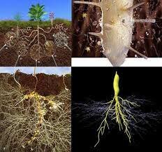 Origen de los microbios