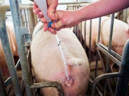 Inseminación Artificial