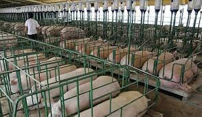 Se crearon centros de investigación para la crianza, selección y alimentación