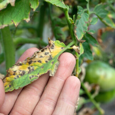 Timeline: Teorías del origen de la enfermedad en plantas.