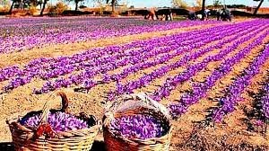 La teoría microbiana.