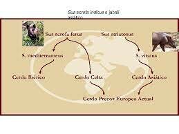 sus  scrofa indicus o jabalí asiático.