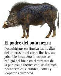 Genero, subgenero, especie, Razas actuales