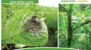 Otras nociones de causas.