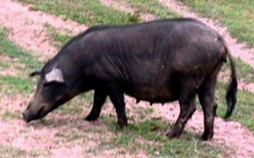 Evolución de acuerdo a Función de producción.