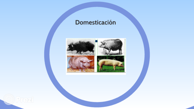 producción de carne y grasa